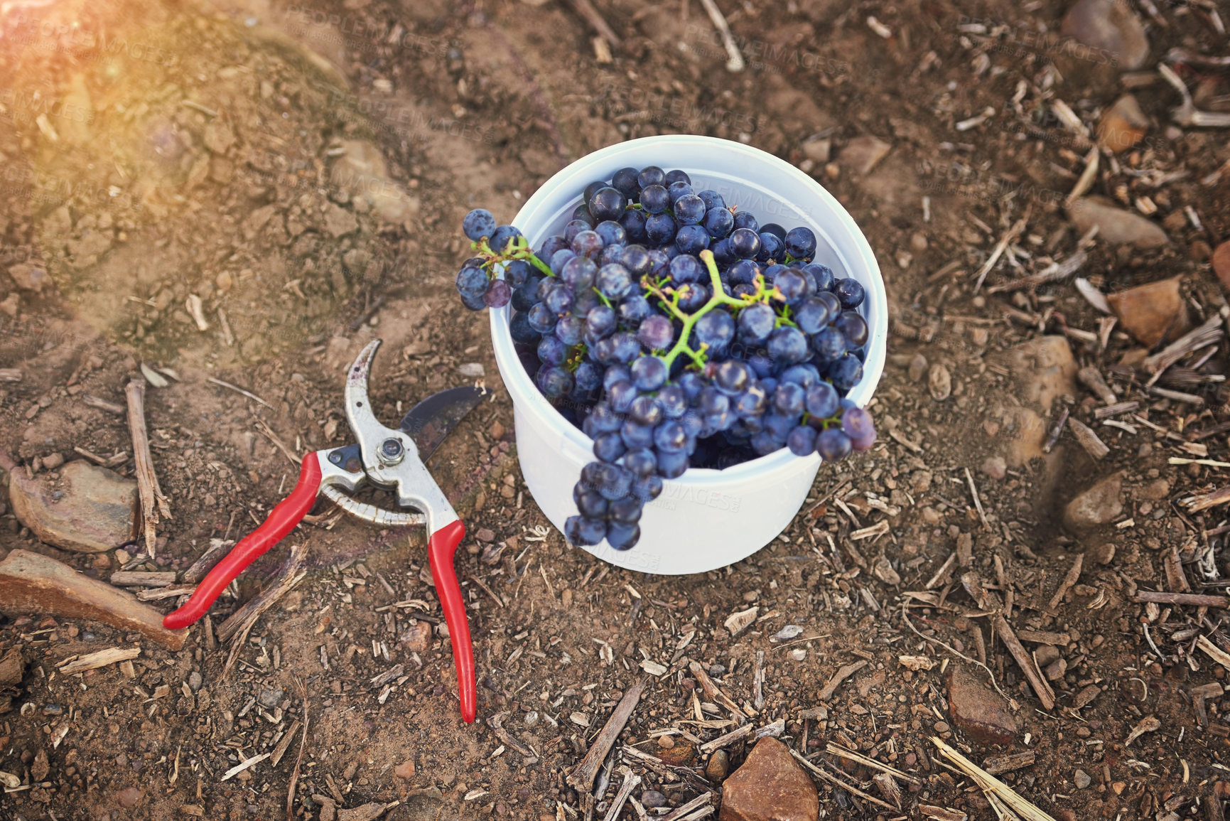 Buy stock photo Grapes, bucket and agriculture, vineyard and wine production with sustainability and outdoor. Nature, environment and farming for alcohol, plant and harvest with fruit, countryside and agro business