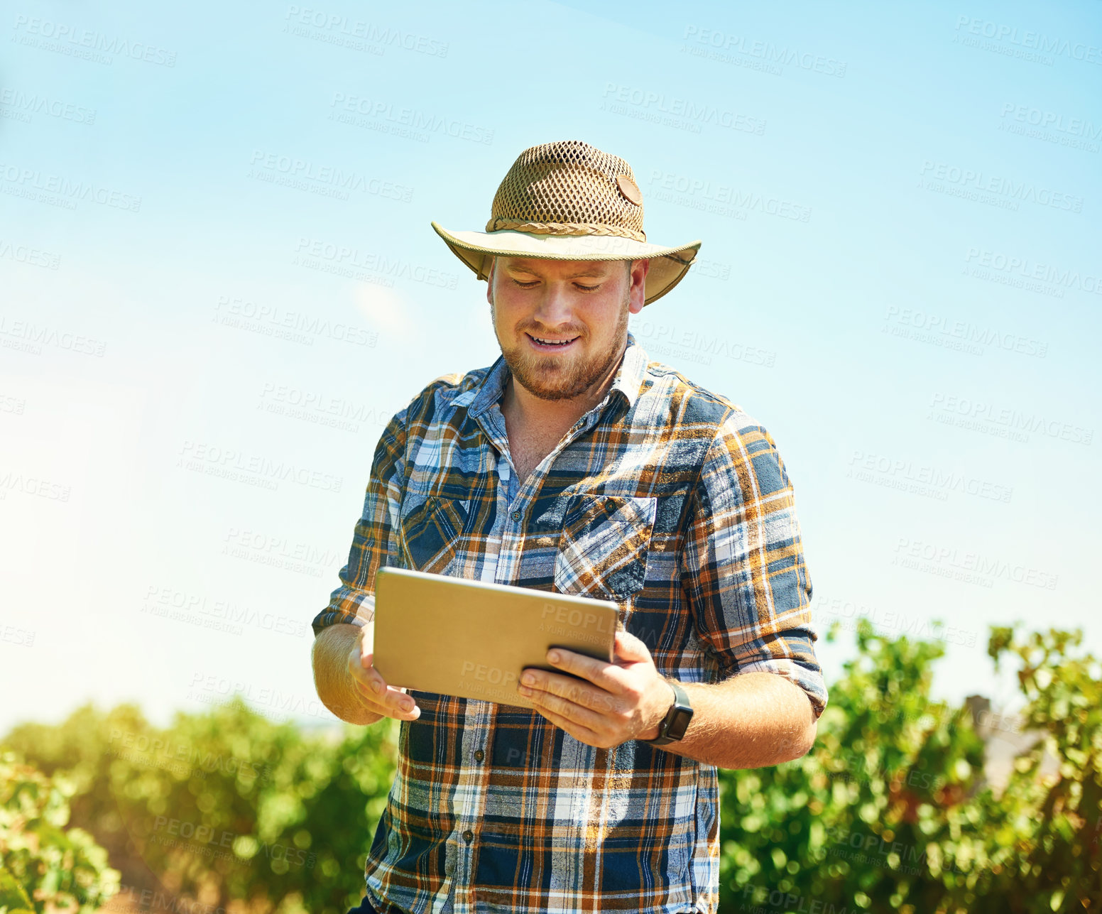 Buy stock photo Man, outdoor and tablet on vineyard or nature for weather tracking, digital farming and monitor crop in harvest season. Farmer, winery and online for viticulture application, agriculture and schedule