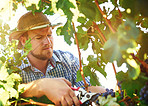 Pruning grapes the correct way is key