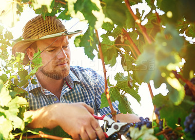 Buy stock photo Cropped shot of a farmer harvesting grapes