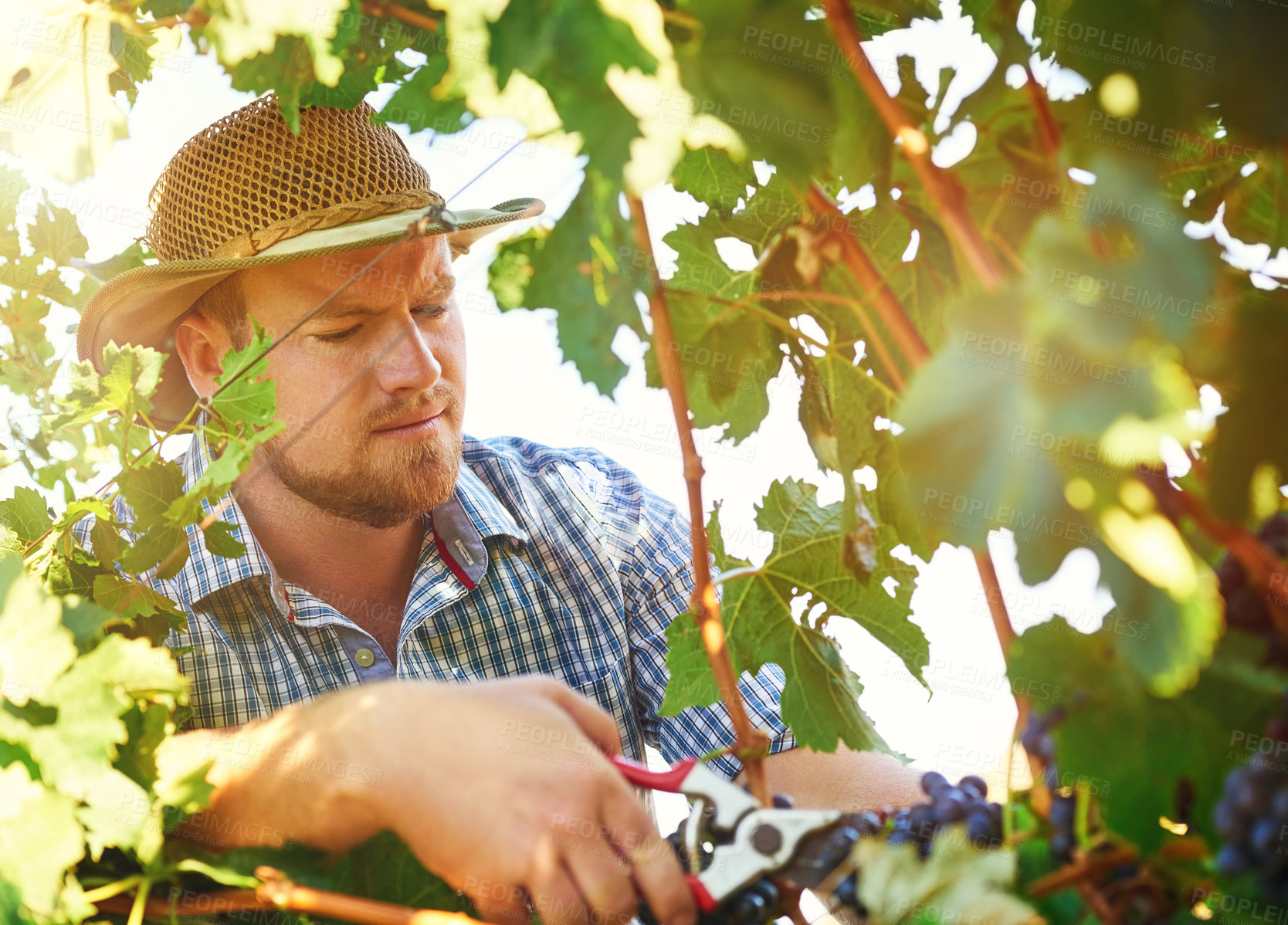 Buy stock photo Vineyard, farm and man cutting grapes for winemaking production for sustainable small business. Agriculture, nature and male vintner with gardening scissor for organic fruit in outdoor environment.