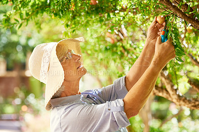 Buy stock photo Shot of a senior woman picking pomegranates from a tree in her backyard
