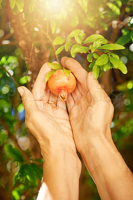 Buy stock photo Cropped shot of a woman picking pomegranates from a tree