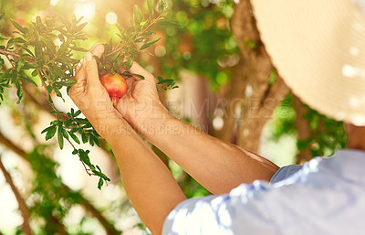 Buy stock photo Cropped shot of a woman picking pomegranates from a tree in her backyard
