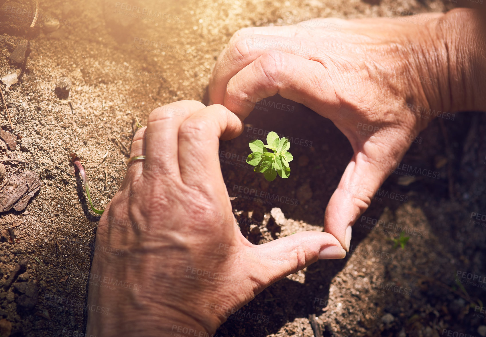 Buy stock photo Cropped shot of a woman making a heart shape around a plant sprouting from soil