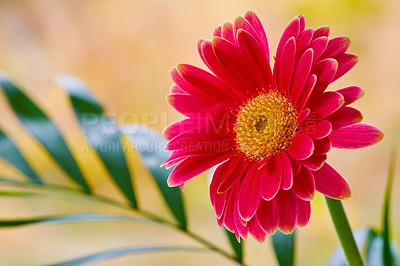 Buy stock photo Flower, growth and petals in garden for botany, landscaping or horticulture closeup outdoor. Earth day, plant and red with daisy growing in backyard or nature for ecology, ecosystem and environment