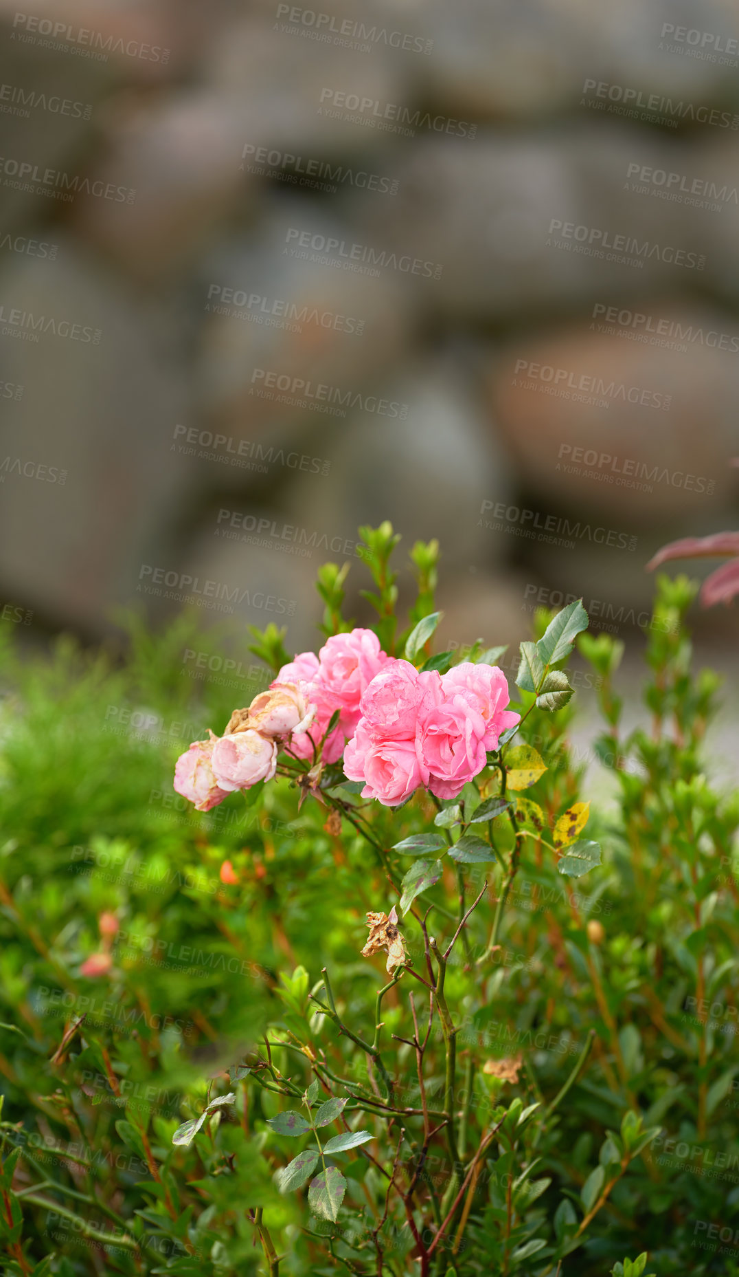 Buy stock photo Garden, flowers and pink roses outdoor in nature for decoration, eco friendly and bush by wall. Floral, wilted plants and natural growth for ecology, sustainable or bloom for design at backyard in UK