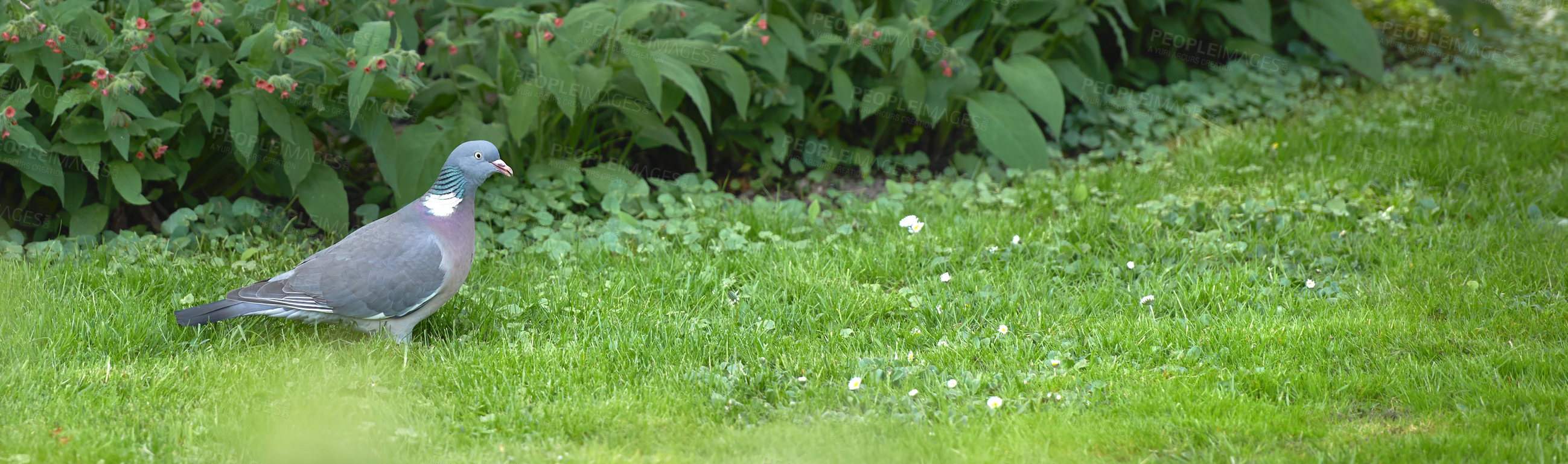 Buy stock photo A landscape view of a garden with long leaves and a pigeon. A picture of a pigeon resting on a grass field. Pigeon standing on green grass ground at house garden looking away from the camera. 