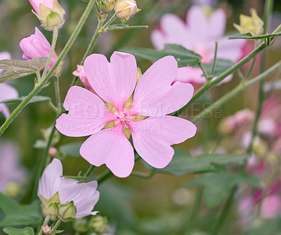 Buy stock photo Flowers, garden and plant with pink petals, blossom or bloom for nature, environment or growth in forest. Empty, floral and leaves with sprout, stems or outdoor botany for ecology or spring season