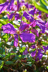 Garden photo
