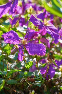 Buy stock photo Environment, petals and flowers in garden, color and peace in nature, growth and sustainability of plants. Outdoor, sprout and organic in spring, eco friendly and blossom in national park and Canada