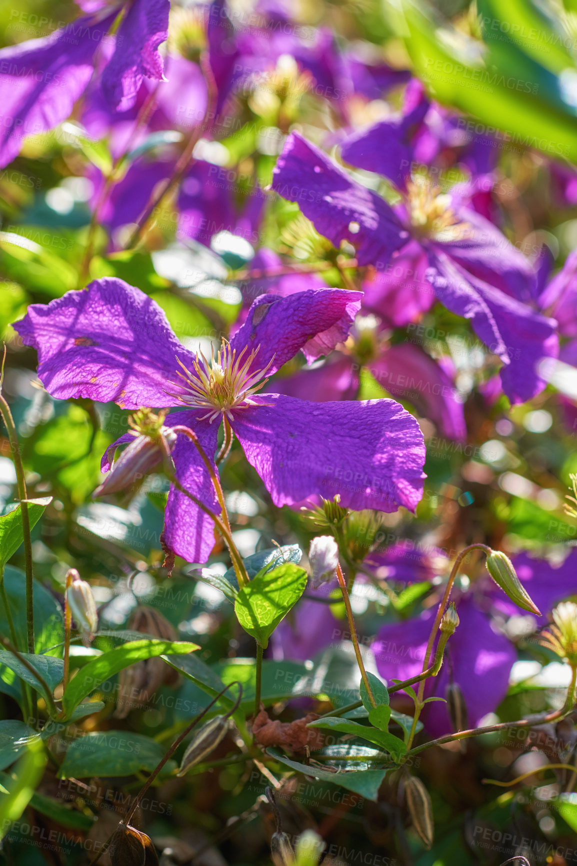 Buy stock photo Environment, petals and flowers in garden, color and peace in nature, growth and sustainability of plants. Outdoor, sprout and organic in spring, eco friendly and blossom in national park and Canada