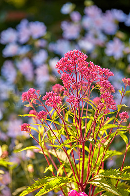 Buy stock photo Environment, forest and flowers in garden, color and peace in nature, growth sustainability of plants. Outdoor, petals and organic in spring, eco friendly and blossom in national park and Canada