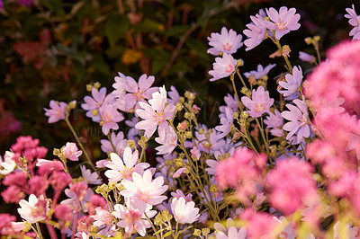 Buy stock photo A diversity of garden photos