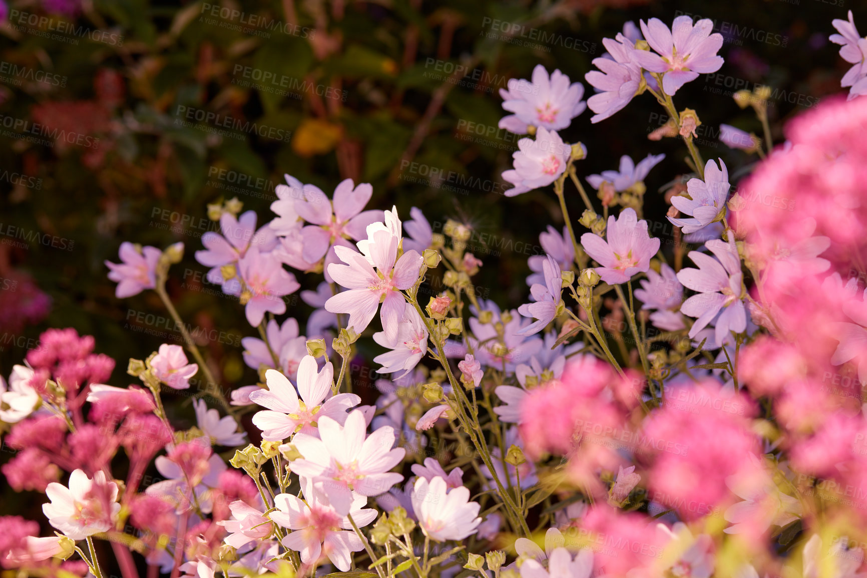 Buy stock photo A diversity of garden photos