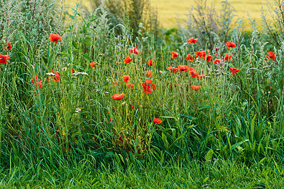 Buy stock photo Garden, green and growth of flowers, floral and peace in environment, color and sustainability of plants. Outdoor, petals and organic in spring, eco friendly and blossom of wild poppies in Canada