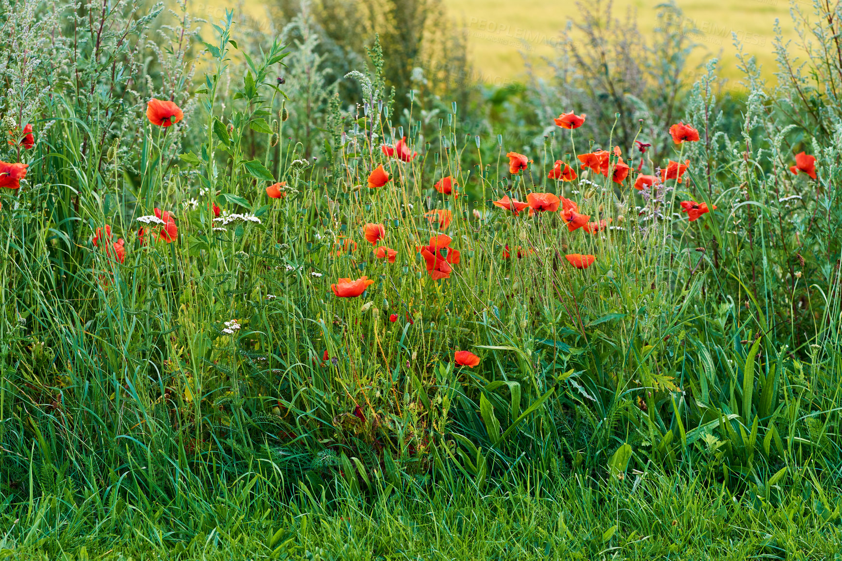 Buy stock photo Garden, green and growth of flowers, floral and peace in environment, color and sustainability of plants. Outdoor, petals and organic in spring, eco friendly and blossom of wild poppies in Canada