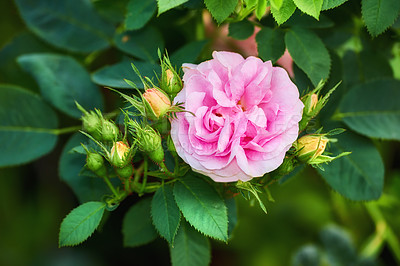 Buy stock photo Flower, pink rose and garden with plant in nature leaves for spring, blossom or bloom in wilderness. Empty, floral and macro sprout with season, stem or leaf for natural growth, environment or botany