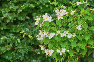 Buy stock photo Flowers, jasmine and plant in garden for nature, biodiversity and wildlife sustainability with petal. Floral, environment and habitat with bush, natural and growth for blossom, spring and ecosystem