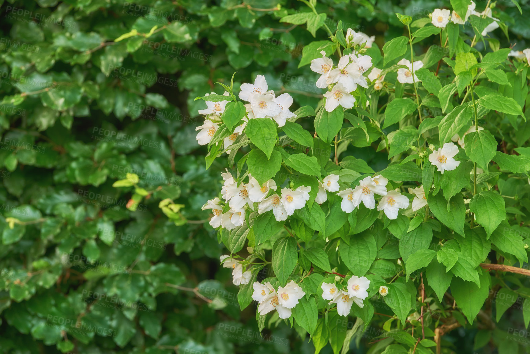 Buy stock photo Flowers, jasmine and plant in garden for nature, biodiversity and wildlife sustainability with petal. Floral, environment and habitat with bush, natural and growth for blossom, spring and ecosystem