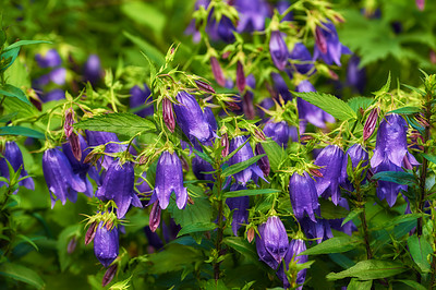 Buy stock photo Garden, spring and flowers outdoor with nature, environment and field in meadow. Plants, bush and bloom in yard with floral growth, backyard and botanical with purple blossom of bellflower vine 