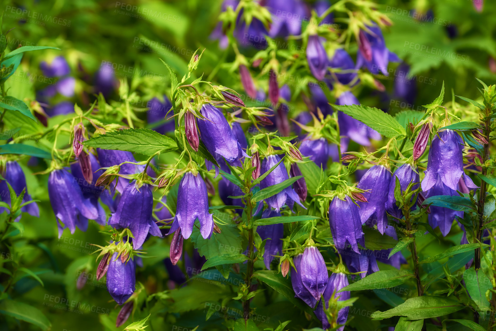 Buy stock photo Garden, spring and flowers outdoor with nature, environment and field in meadow. Plants, bush and bloom in yard with floral growth, backyard and botanical with purple blossom of bellflower vine 