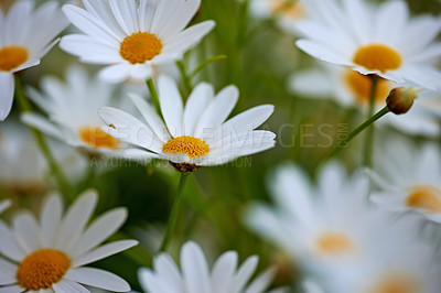 Buy stock photo Flowers, daisy and plant in garden for biodiversity, nature and wildlife sustainability with petal. Floral, environment and habitat with leaf, natural and growth for blossom, spring and ecosystem