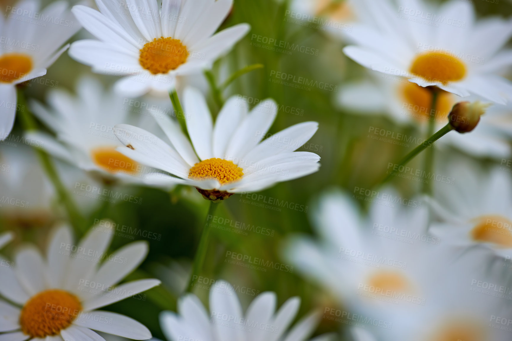 Buy stock photo Flowers, daisy and plant in garden for biodiversity, nature and wildlife sustainability with petal. Floral, environment and habitat with leaf, natural and growth for blossom, spring and ecosystem