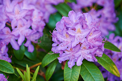 Buy stock photo Purple, nature or garden with woody plants in natural environment, botanical ecology or blooming. Rhododendron, blossom or countryside botany in ecosystem, home or outdoor meadow for floral growth 