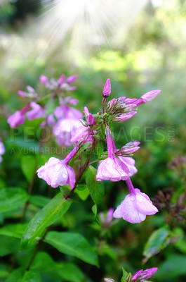 Buy stock photo Pink, penstemon or garden with flowers in natural environment, botanical ecology and blooming plants. Bush, blossom and countryside botany in ecosystem, nature or outdoor meadow for floral growth