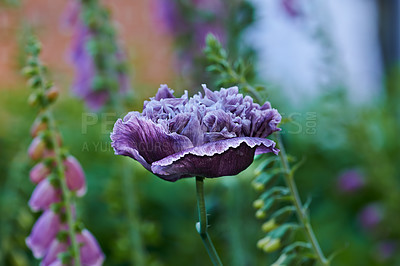 Buy stock photo Flowers of purple-colored poppies bloom in a wild field. Beautiful field of poppies with selective focus. Colorful purple poppies in soft light. Glade of violet poppies surrounded by different plants