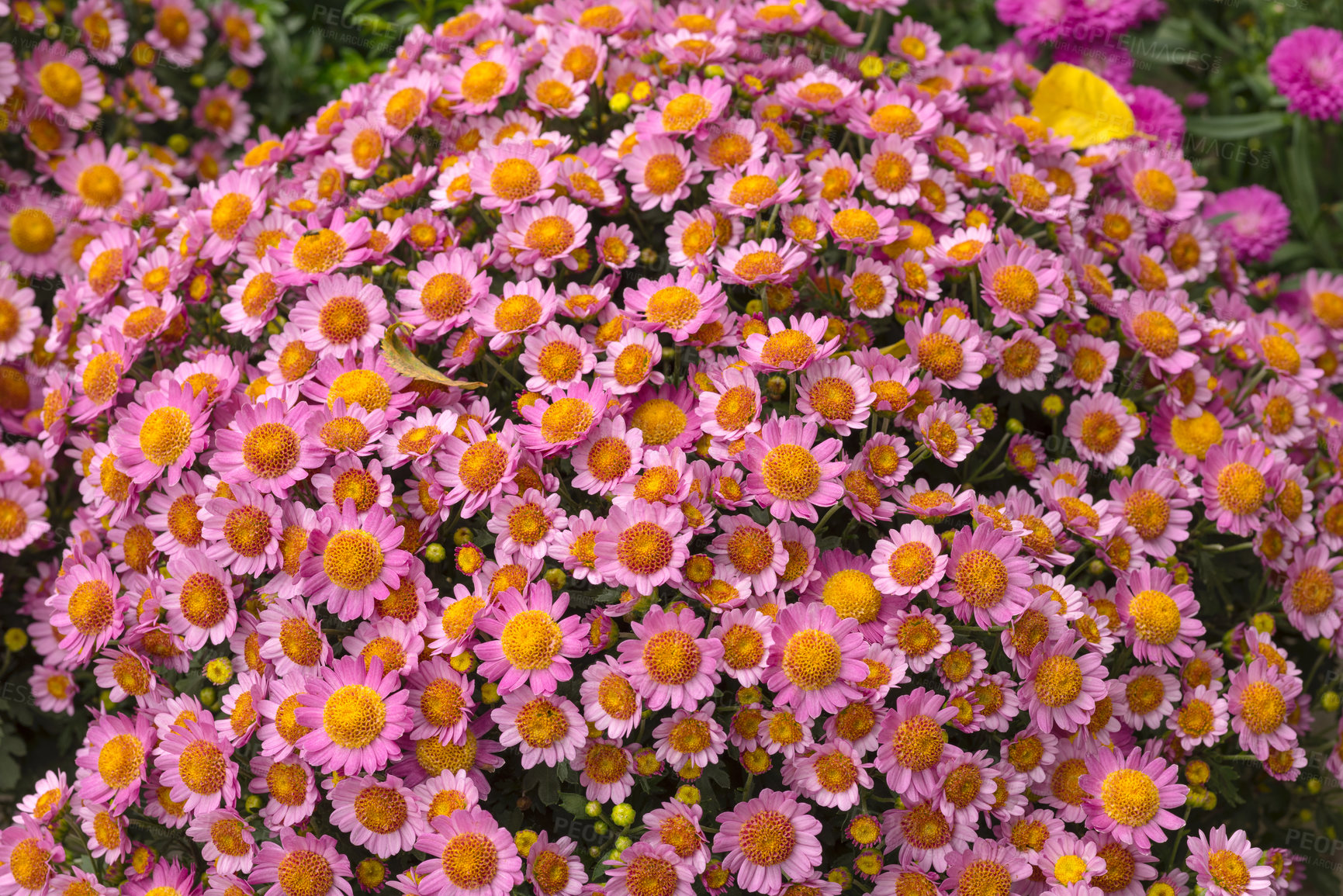 Buy stock photo Closeup of pink perennial asters blooming and blossoming in private and secluded backyard. Vibrant bright colorful flowers flowering in summer. Group and variety of vigorous growing plant background