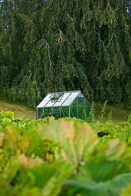 Buy stock photo Organic greenhouse in the back garden with open windows for ventilation. A conservatory surrounded by green lush and varieties of plants. A small glasshouse following the principles of sustainability