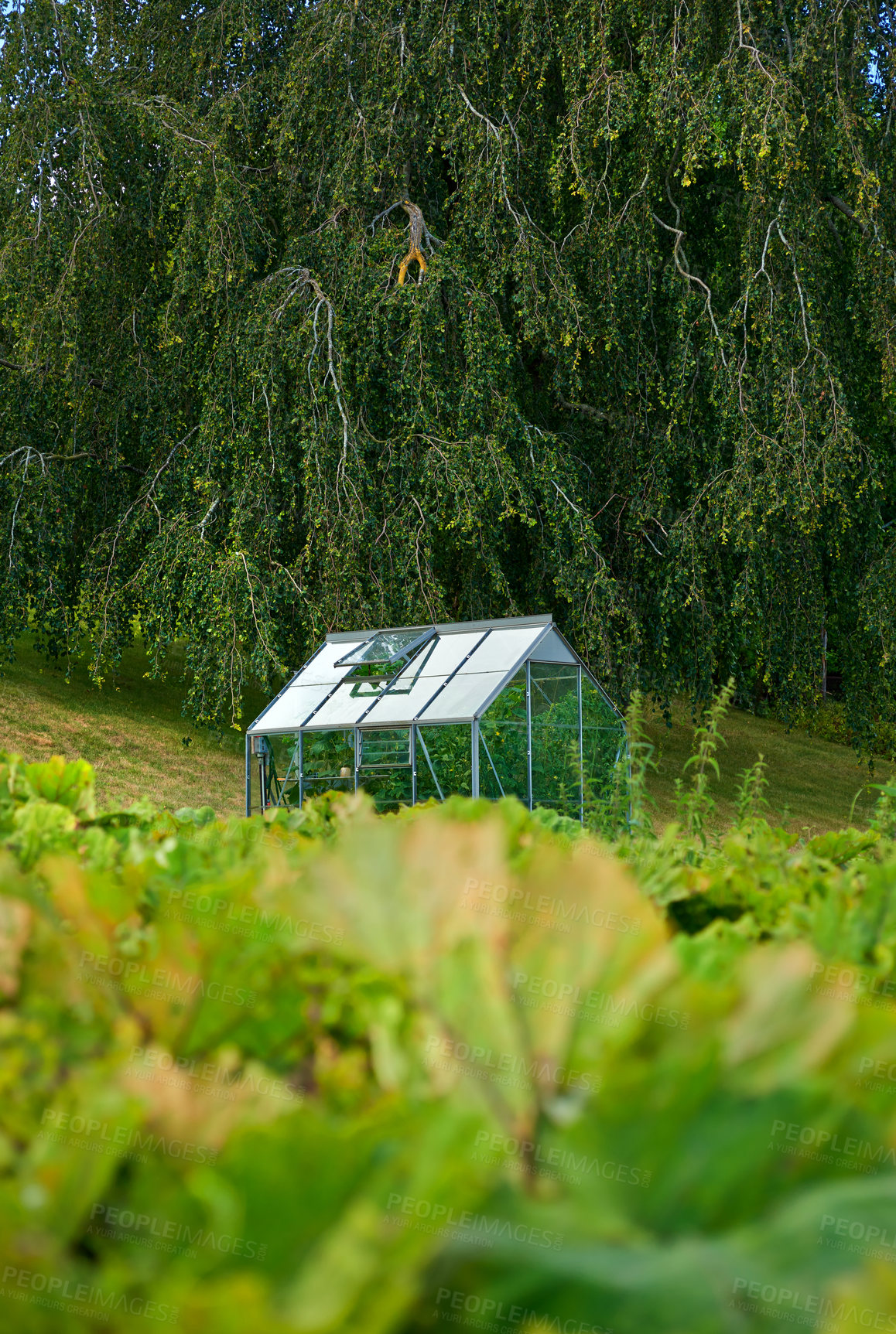 Buy stock photo Organic greenhouse in the back garden with open windows for ventilation. A conservatory surrounded by green lush and varieties of plants. A small glasshouse following the principles of sustainability