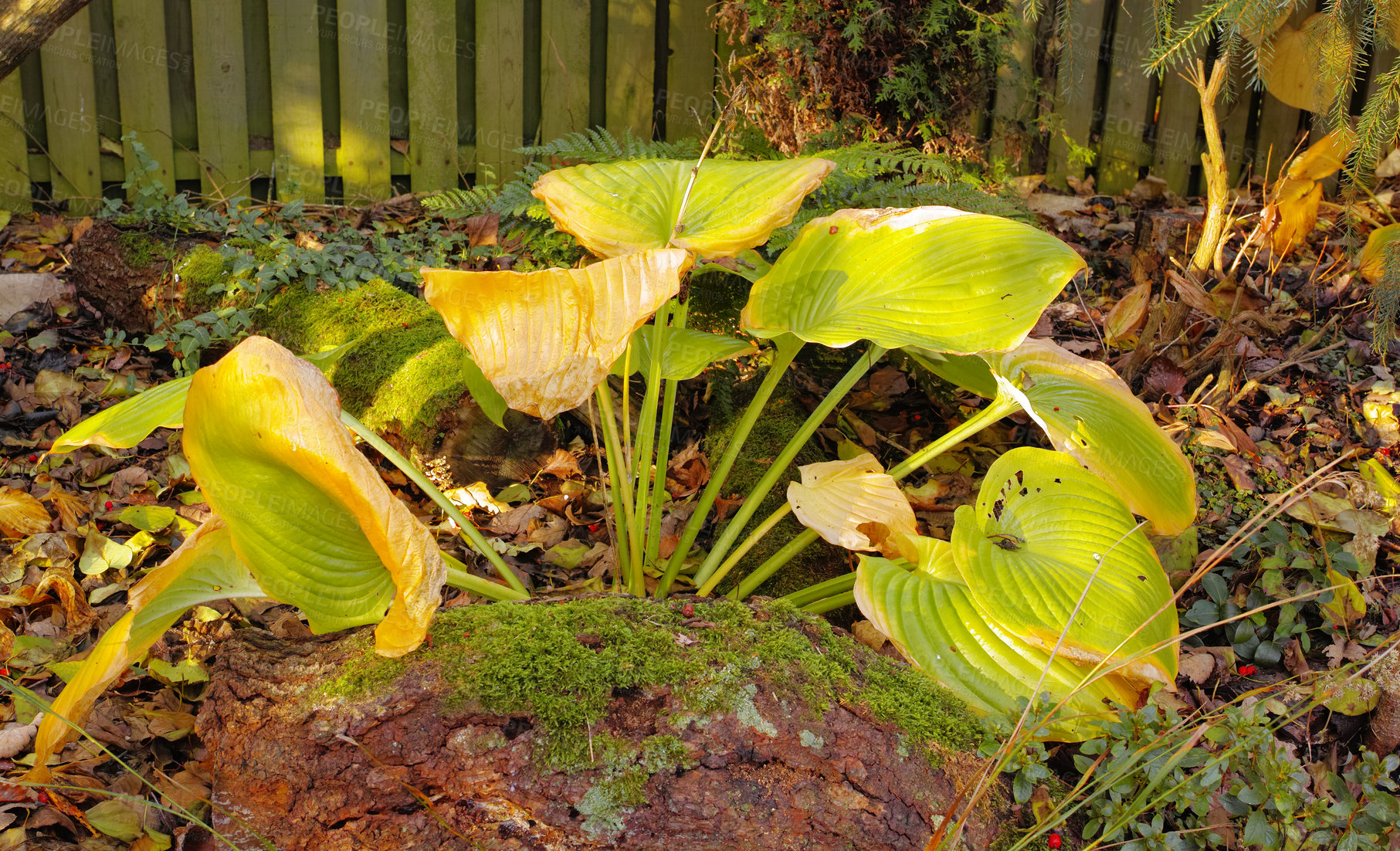 Buy stock photo Beautiful bright green leaves ornamental plant Hosta.   Autumn fading yellow-green leaves of Hosta. Foliage of the Hosta plants. Chlorosis Chlorophyll absent from the green hosta plant in Autumn.