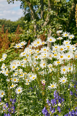 Buy stock photo  A view of a bloomed long common daisy flower and white, purple petals with steam and yellow center in bloom and springtime on a bright sunny day. A group of white flowers shined in the sunlight.