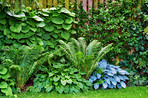 Fern in my jungle garden