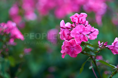 Buy stock photo Closeup of pink musk mallow flower growing on a tree in a garden in summer. Flowering plants blooming on branches in a lush green backyard in spring. Bush of spring flowers budding in a yard