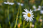 Daisy - Marguerite