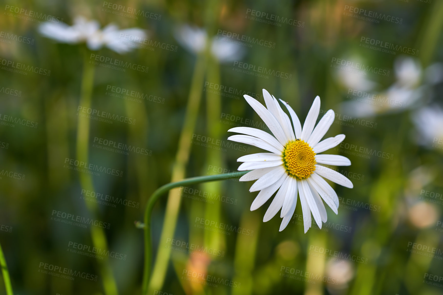 Buy stock photo  View of a garden with a long common daisy flower with steam and yellow in the center. A closeup view of white daisies flowers with long stem leaves. A group of white flowers shined in the sunlight.