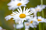 Daisy - Marguerite