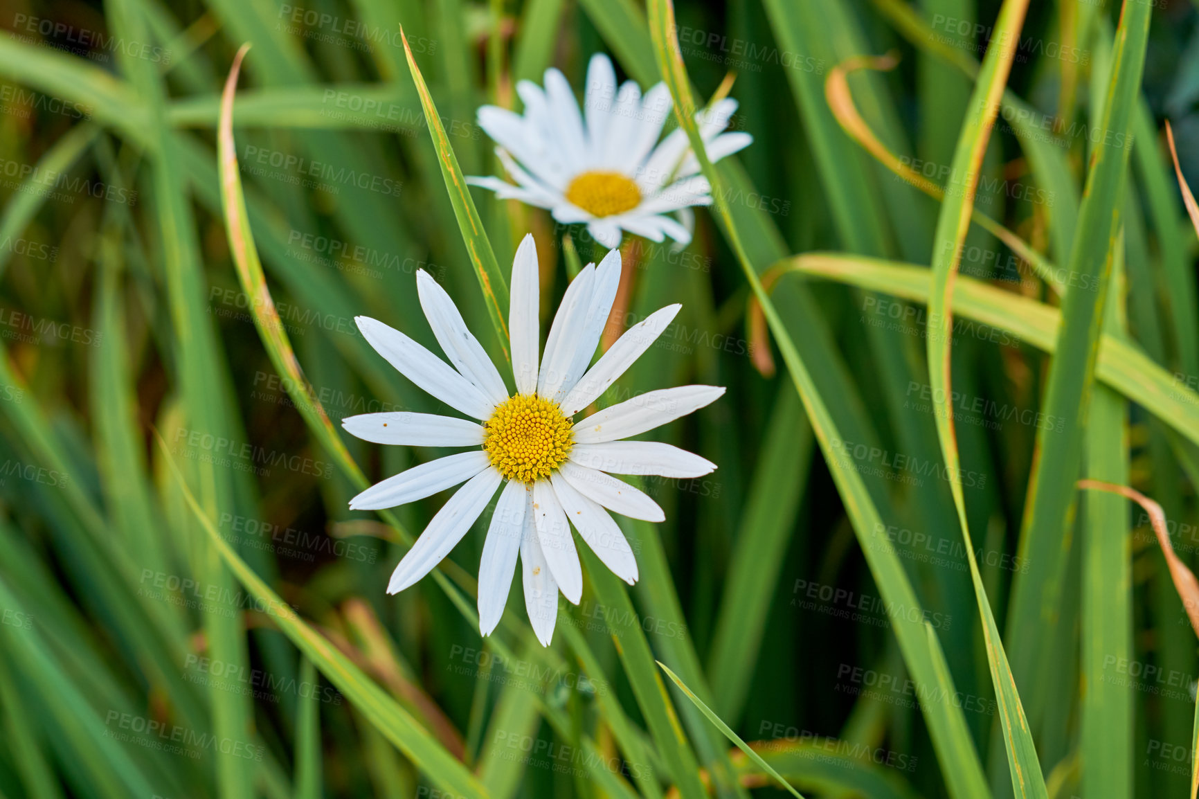 Buy stock photo A view of a bloomed long common daisy flower with steam and yellow in the center. A closeup view of white daisies with long stem leaves. A group of white flowers shone brightly in the garden. 