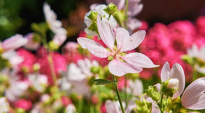 Buy stock photo Blooming wild garden with pink flower musk or Malva Alcea left vervain and hollyhock in a Summer or Spring meadow. Closeup of mallow plant with lilac petals growing in nature