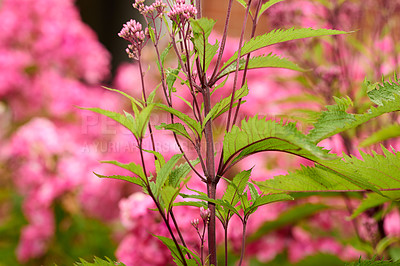 Buy stock photo A closeup view of Eupatorium Fortunei on a long purple stem with a blur pink background in a graden. The perennial 'Pink Frost' shows the pink flowers and long variegated foliage leaves in nature. 