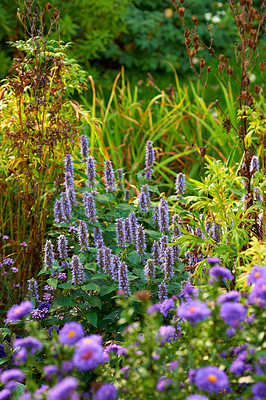 Buy stock photo Purple korean mint growing in a bush or shrub surrounded by lush vibrant flowers and plants in home backyard or botanical garden. Agastache rugosa blossoming and blooming. Cultivating aromatic herbs