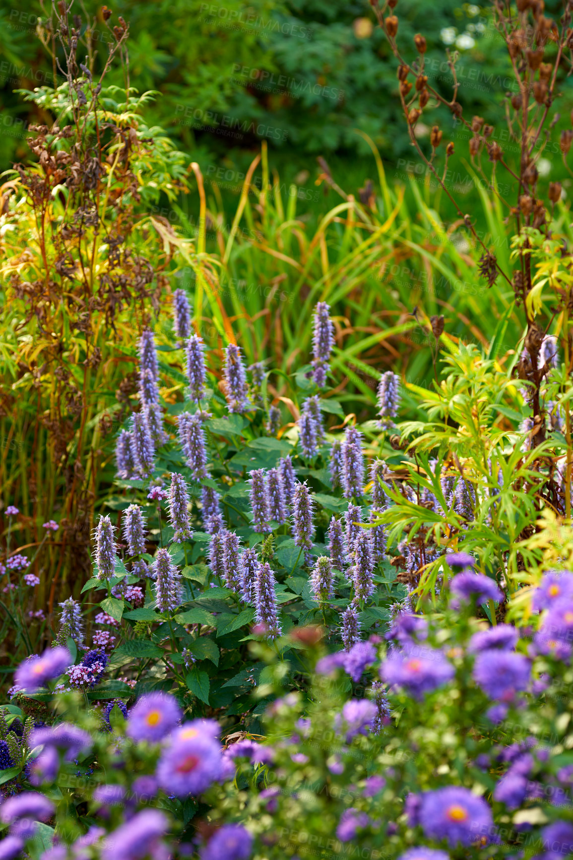 Buy stock photo Purple korean mint growing in a bush or shrub surrounded by lush vibrant flowers and plants in home backyard or botanical garden. Agastache rugosa blossoming and blooming. Cultivating aromatic herbs