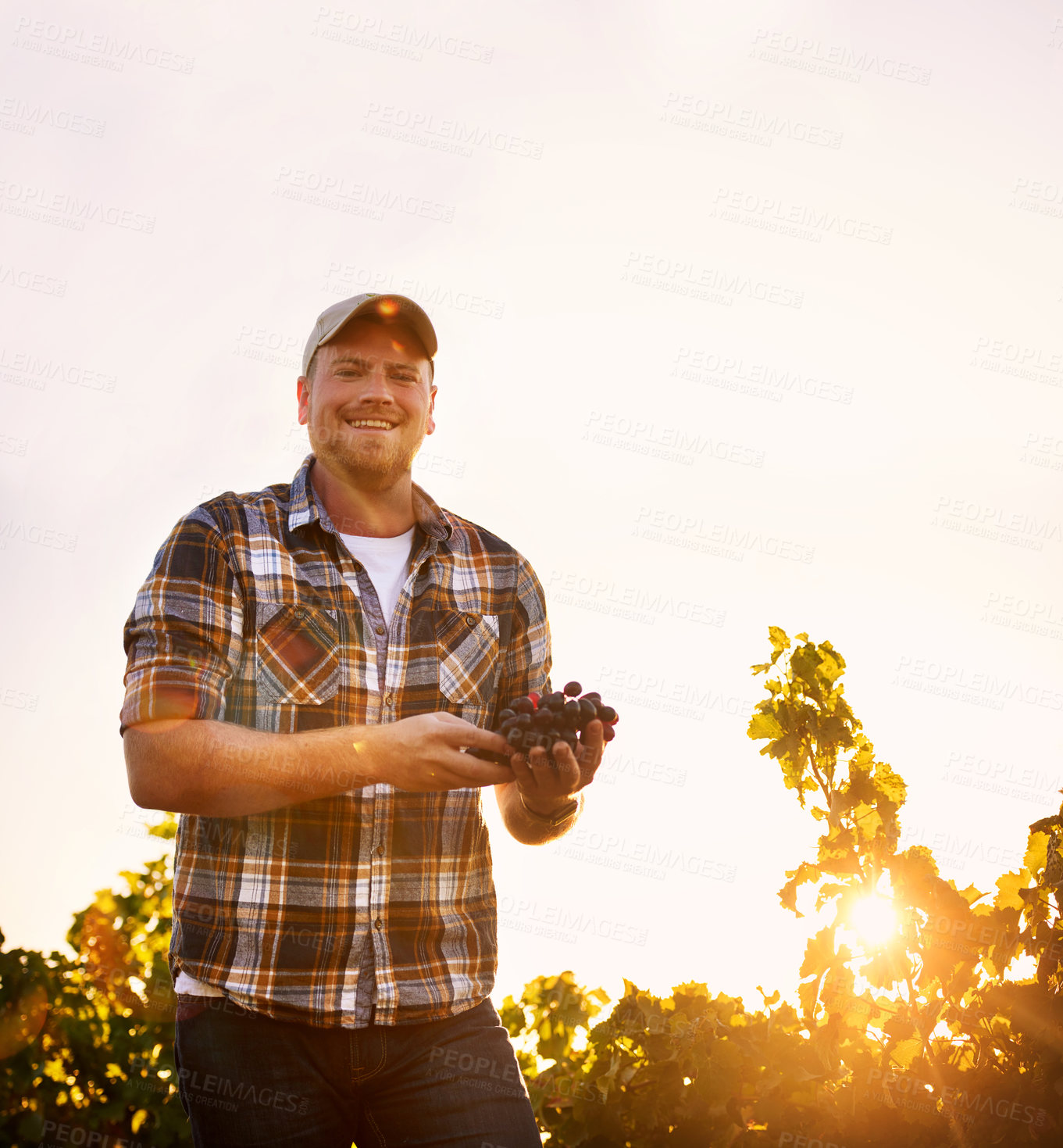 Buy stock photo Portrait of a happy farmer holding a bunch of grapes while standing in a vineyard