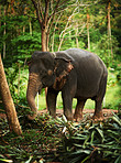 Happy jungle elephant