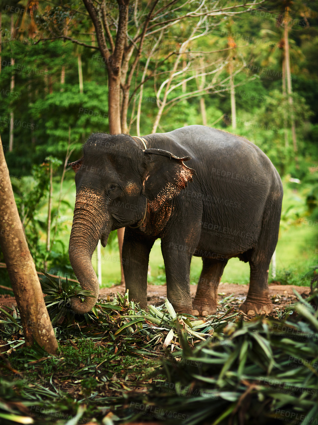 Buy stock photo Shot of a elephant walking in the jungle going about it's day and eating plants