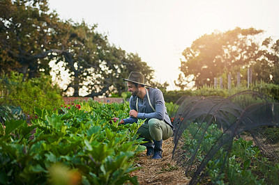 Buy stock photo Shot of a young man tending to the crops on a farm